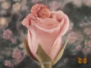 beba u ruži