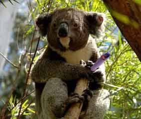koala 1