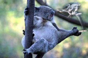 koala 4
