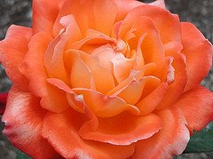 Narančasta ruža