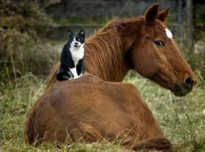 konj i maca