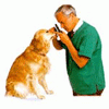 veterinar