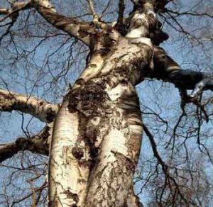 stablo u obliku ženskog tijela