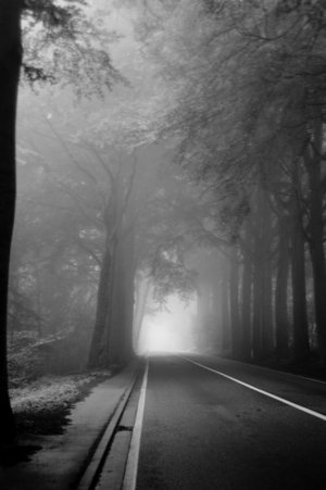 cesta, šuma nebo