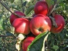 crvene jabke