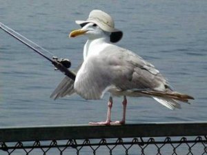 galeb