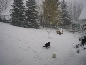 snijeg i psi