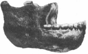 fosili iz kalijevog argona