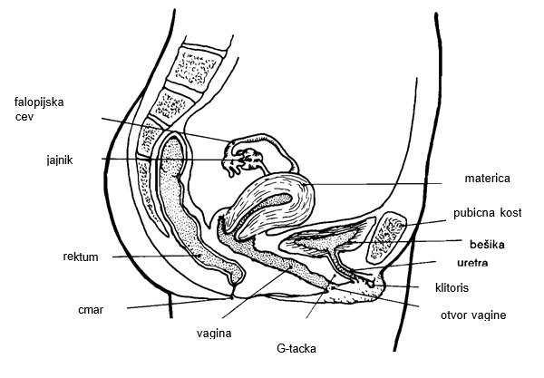 Ulazak penisa u vaginu
