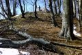Kako svjesni boravak u šumi može promijeniti tijek stvari