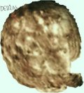 Dedždžal ili Antikrist, uklesan na Mirandi. To je lik mladića kovrdžave kose, sa isturenim desnim okom, i sa XIX (rimski broj devetnaest) na čelu.