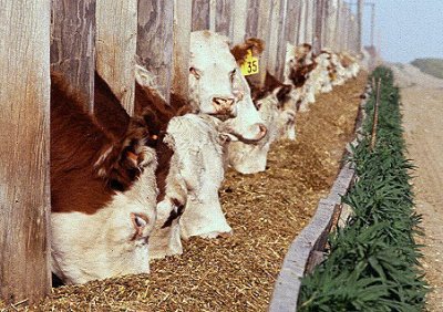 95 razloga za vegetarijanstvo II dio