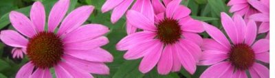 Echinacea čaj
