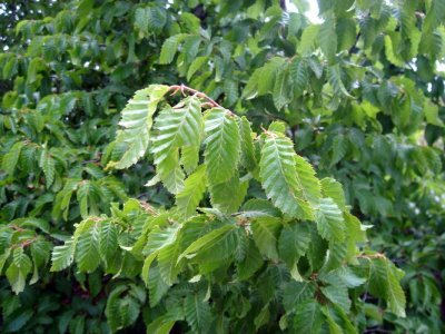 HORNBEAM-GRAB
