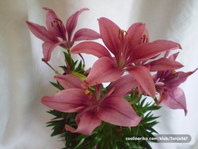 ŽIVOT NE BI TREBAO BITI NAPORAN