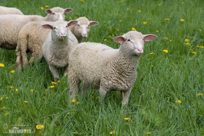 Prvi dan proljeća je i Svjetski dan bez mesa