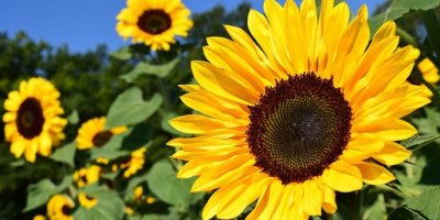 Suncokret protiv radijacije
