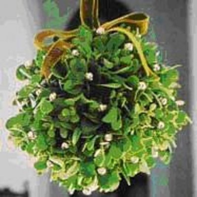 IMELA (viscum album) nije samo božićni ukras