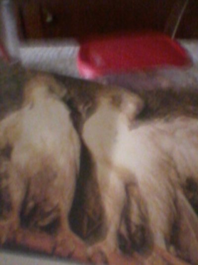 OD ČEGA  SE MOGU ČISTITI  VANJSKE MANIFESTACIJE LJUDSKOG ŽIVOTA?