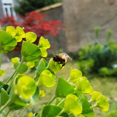 Sačuvajmo pčele – zašto ne dati mali doprinos očuvanju prirode i pri tom se dobro zabaviti?