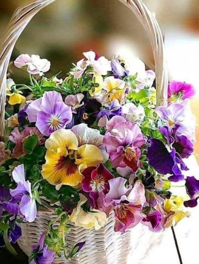 DANAS JE CVJETNICA UŽIVAJ U OVOM DANU