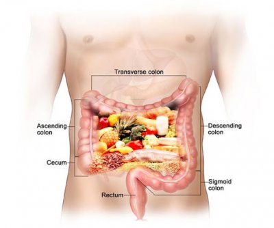 USPOSTAVLJANJE NORMALNE MIKROFLORE U DEBELOM CREVU