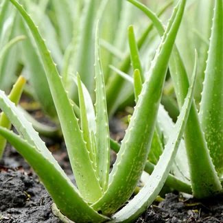 Aloe vera