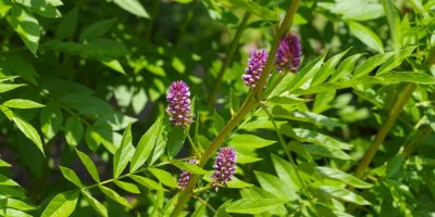 5 čajeva koji prirodno podržavaju hormonsku ravnotežu