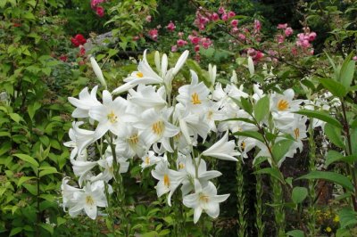 ŽIVI U KRALJEVSTVU DUHA