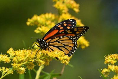 Alergijski rinitis - kako si olakšati na prirodan način?