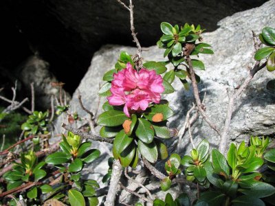 26-SUNČANICA-ROCK ROSE-primjena esencija