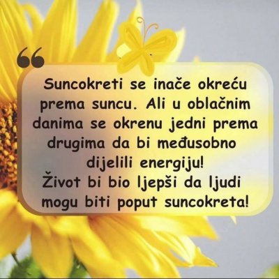 Mini suncokret: Kako posaditi suncokret u tegli?