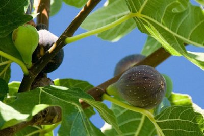 Čarolija smokava