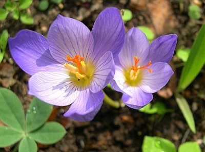 NAJTAMNIJI SAT DOLAZI PRIJE VELIČANSTVENOG SVITANJA