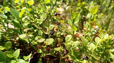 Dijabetes i list borovnice