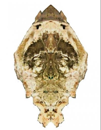 Hrvatski Kralj Zvonimir