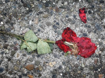 Ruža na kraju ceste