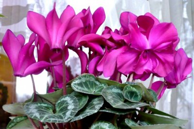 OTAC APSOLUTNI (Što daješ to i primaš)