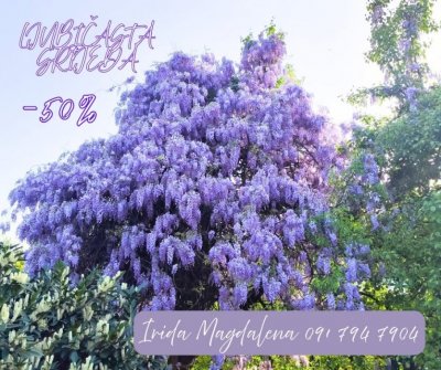 Konzultacije srijedom uz popust, cijelu 2026 g. 💜💜💜