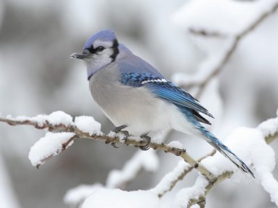 OTAC APSOLUTNI (Pernata 