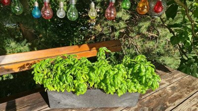 Pesto od bosiljka