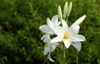 Ljiljan, cvijet omiljenog mirisa ima i snažna ljekovita svojstva