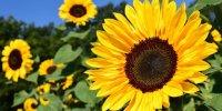 Suncokret protiv radijacije