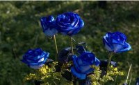 Plava ruža je raritet - Japanska plava ruža