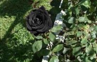 Očaravajuća crna ruža koja raste samo u Turskoj