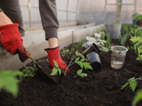 Kalendar vrtlarskih radova: ožujak
